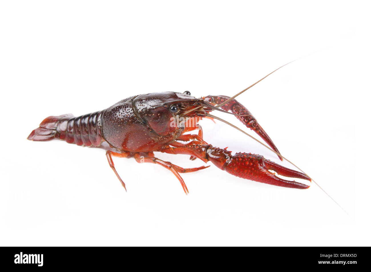 crawfish Stock Photo