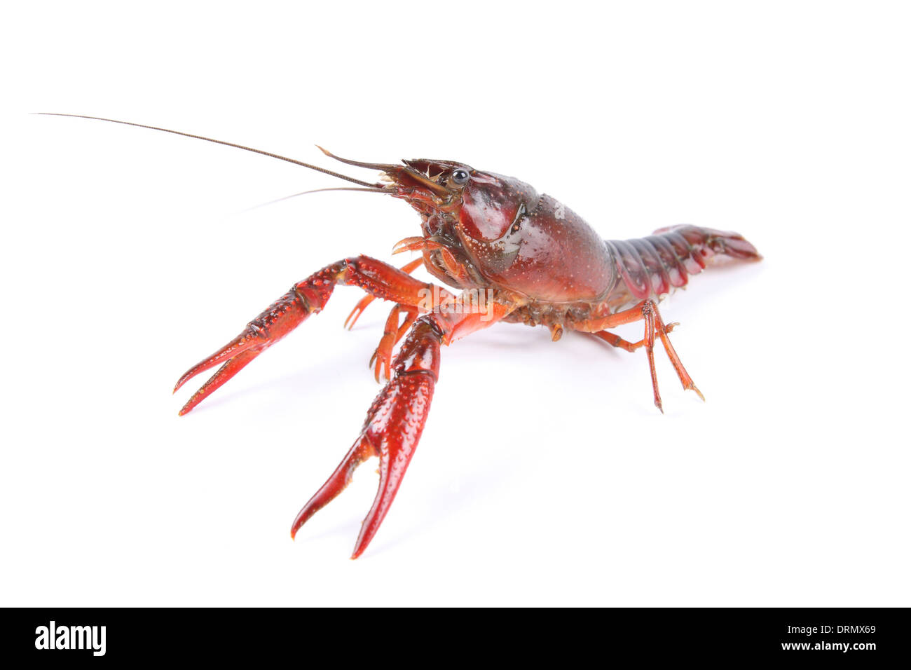 living crawfish Stock Photo