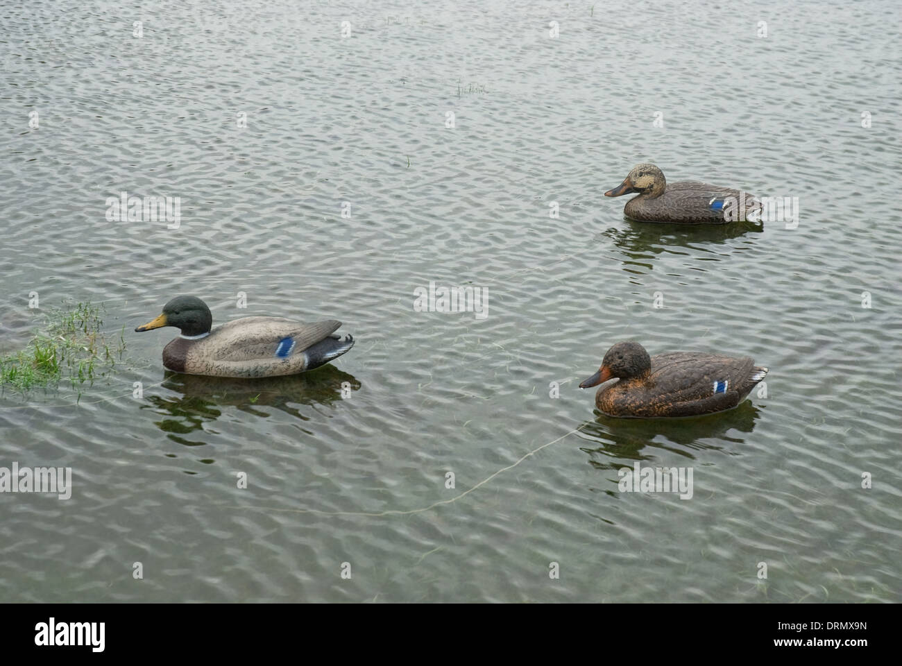 Mallard (Anas platyrhynchos) duck decoys set on floodwater Stock Photo