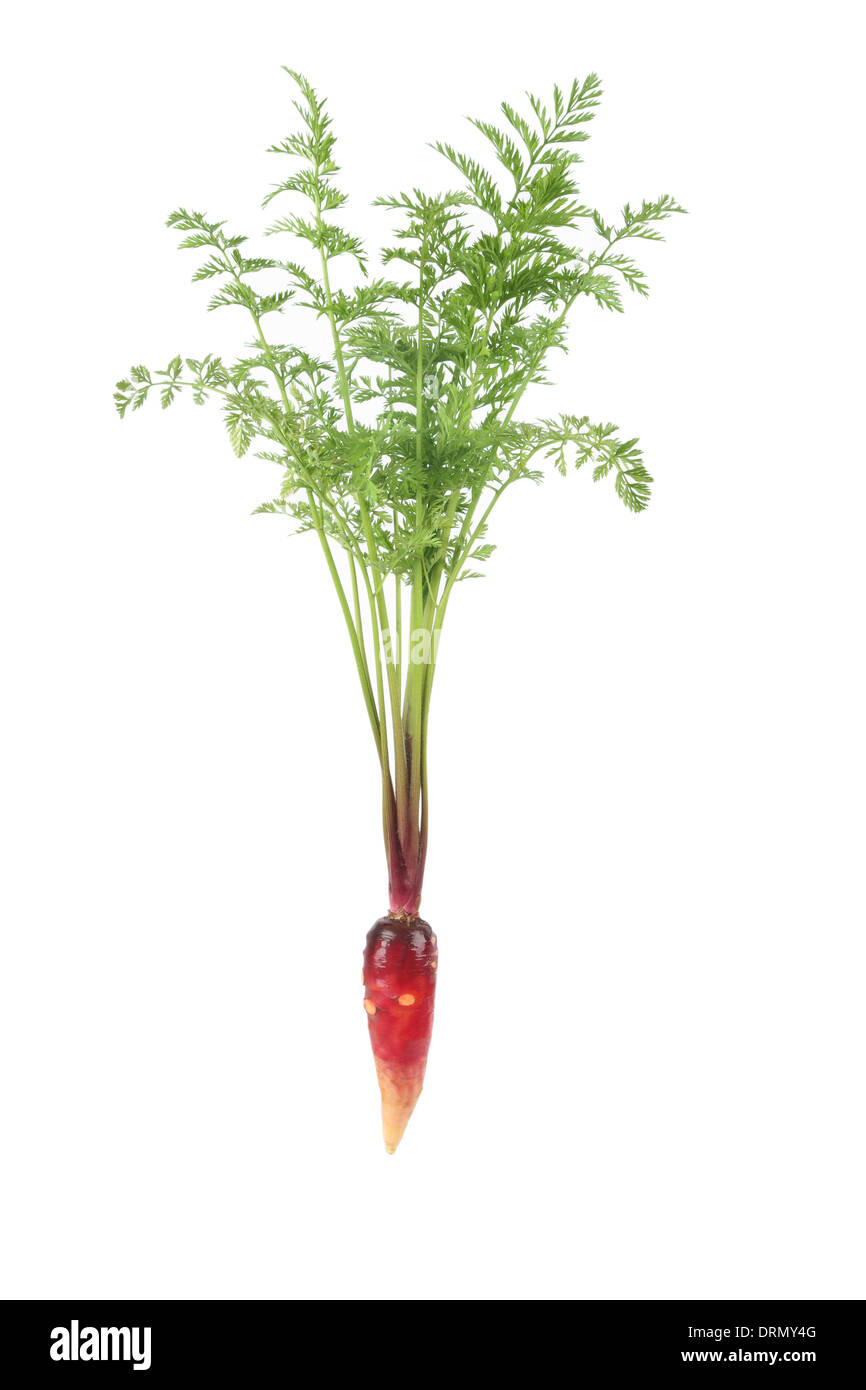 fresh carrot Stock Photo