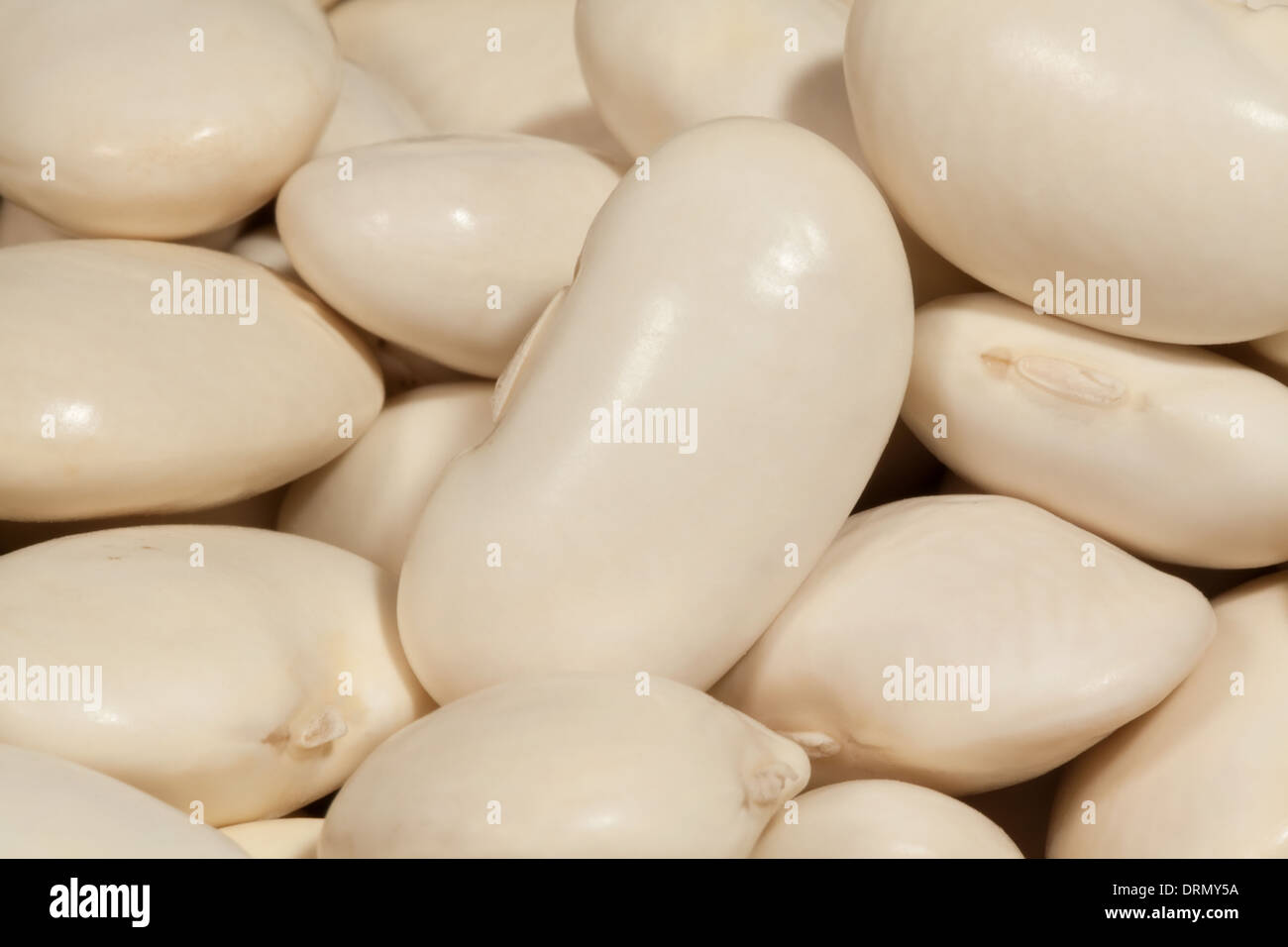 beans legume macro white closeup Stock Photo