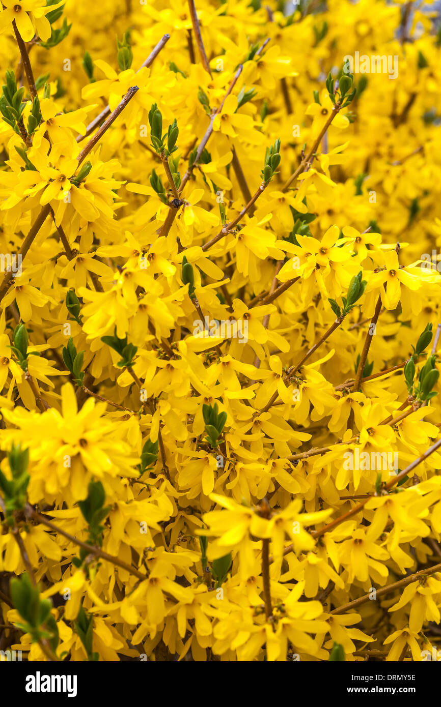 Brilliant yellow forsythia flowering in the spring garden. Stock Photo