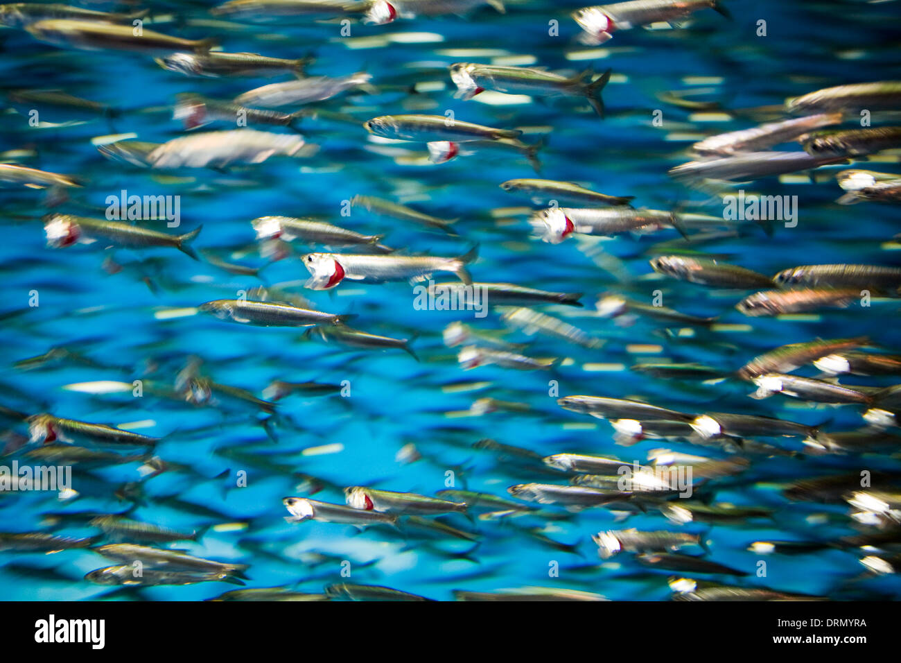 Shoal of sardines hires stock photography and images Alamy