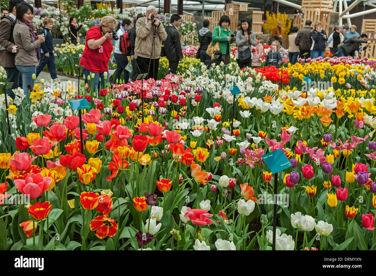 Tulips and tourists in indoor pavilion, Keukenhof Gardens, near Lisse, Netherlands Stock Photo