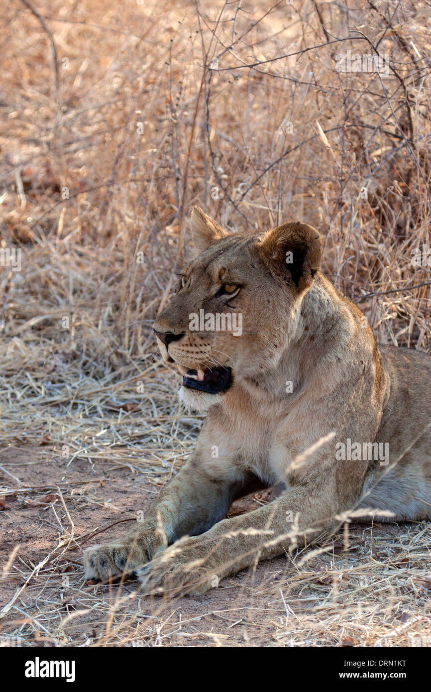 African lioness in Ruaha National Park Tanzania Africa Stock Photo