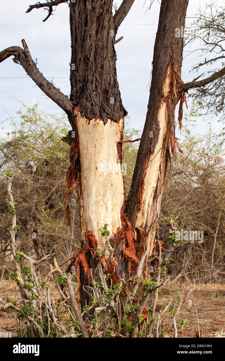Tree damage, caused by elephants in Tanzania, Africa Stock Photo Alamy