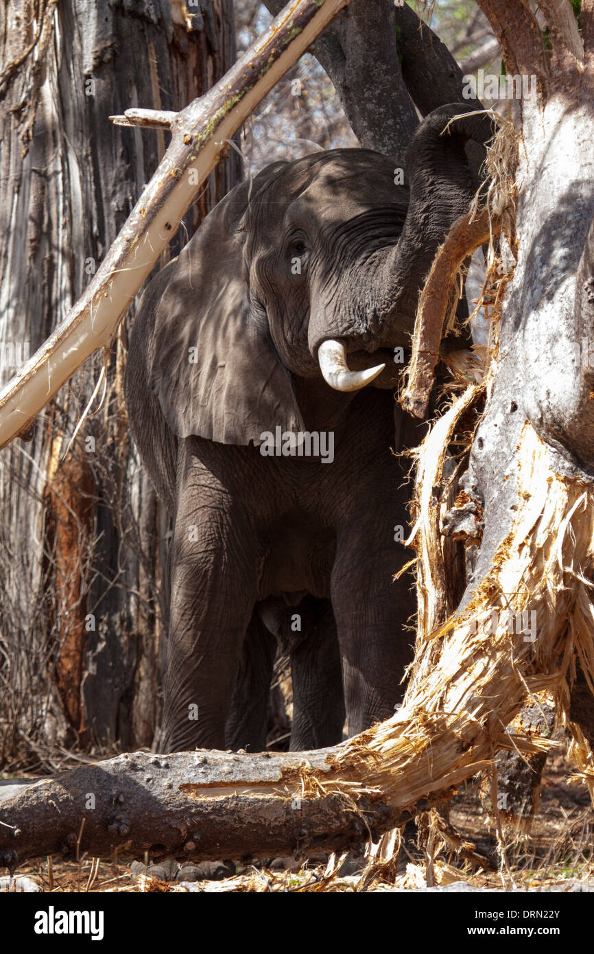 African elephants stripping and eating tree bark Stock Photo Alamy