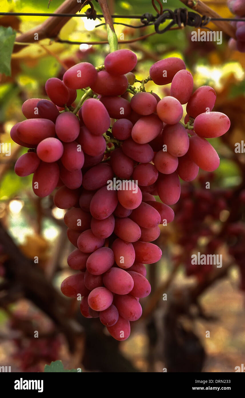 Vitis vinifera 2024 crimson seedless
