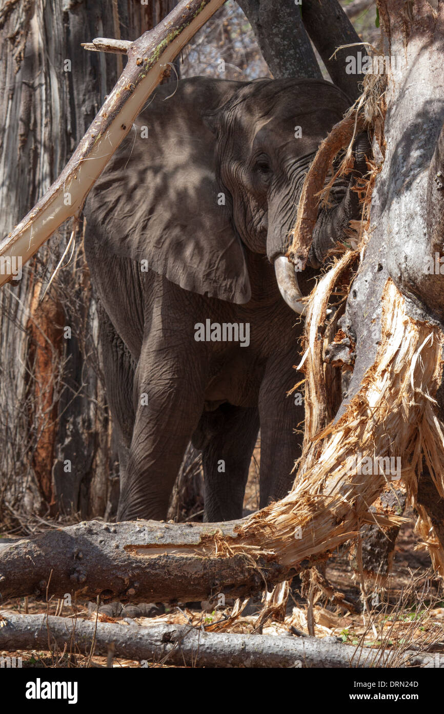 African elephants stripping and eating tree bark Stock Photo Alamy