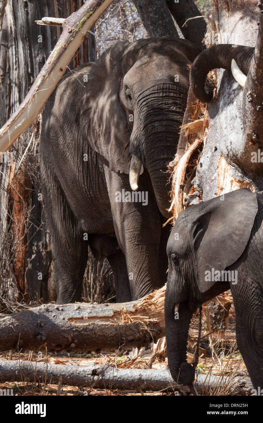 African elephants stripping and eating tree bark Stock Photo Alamy