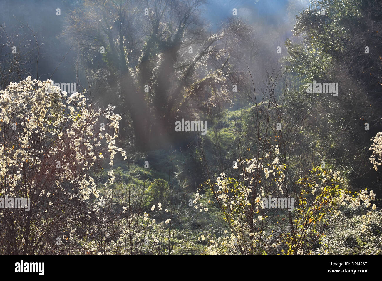 ray of light in the forest Stock Photo - Alamy