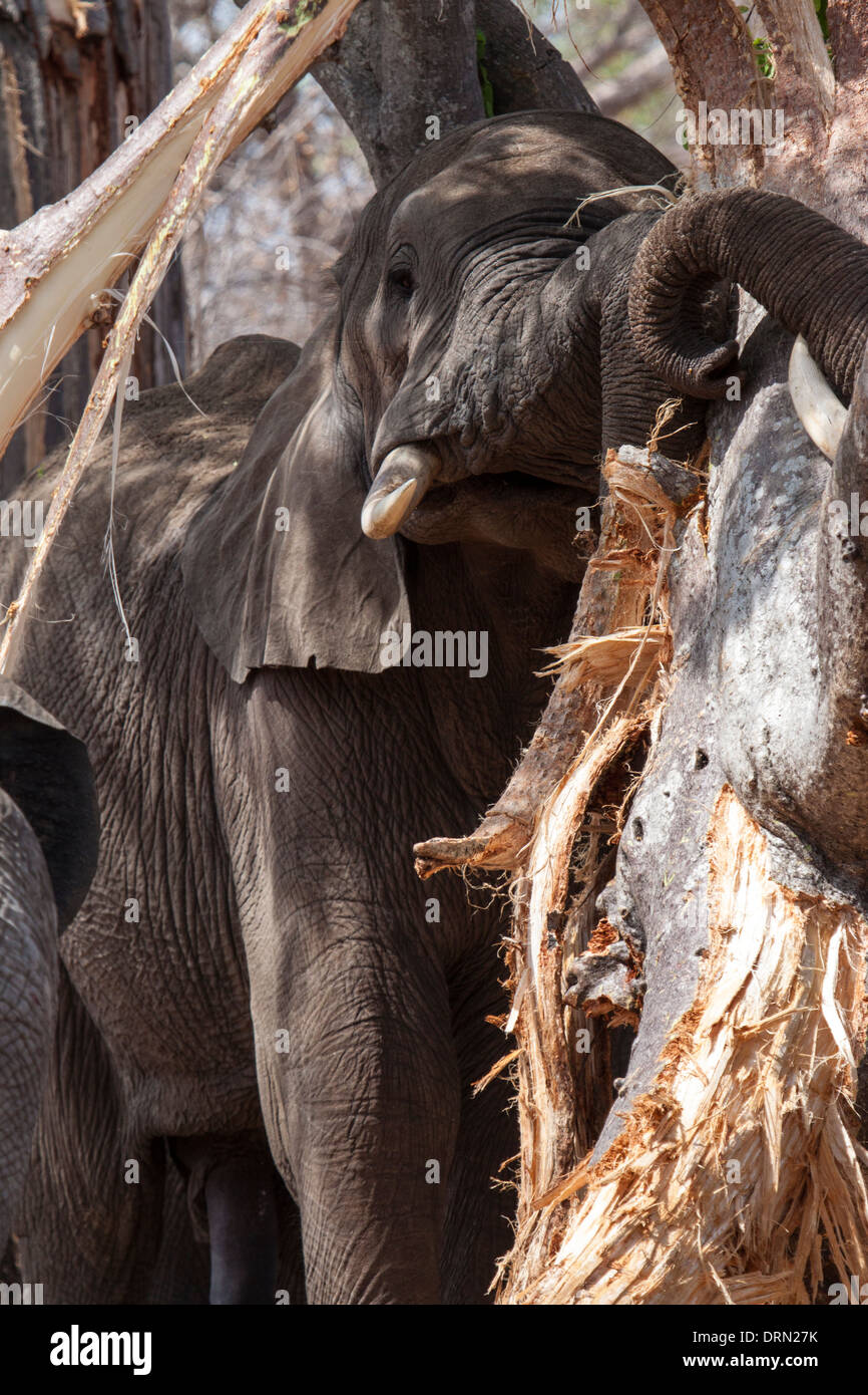 Elephant stripping tree hires stock photography and images Alamy