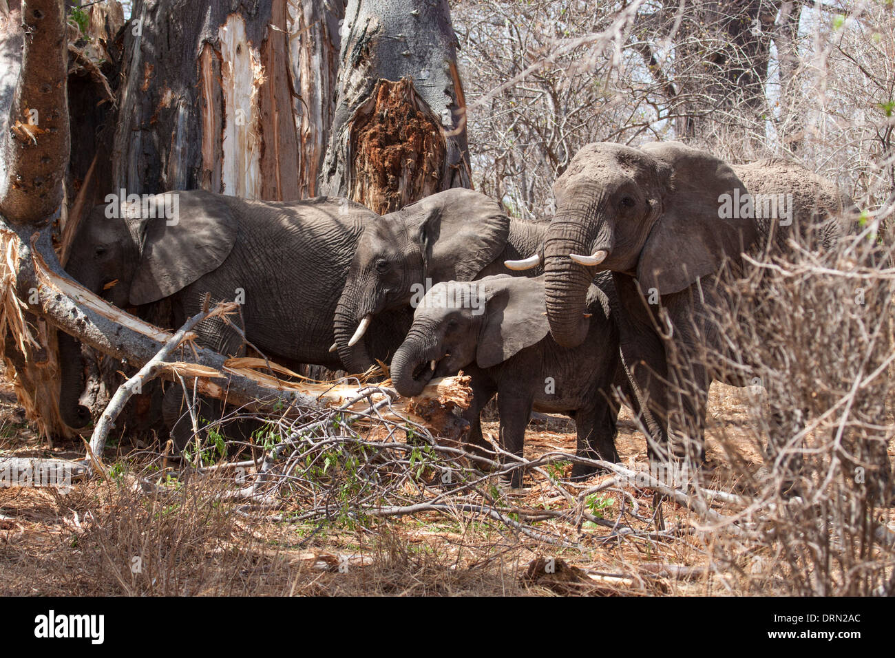 African elephants stripping and eating tree bark Stock Photo Alamy