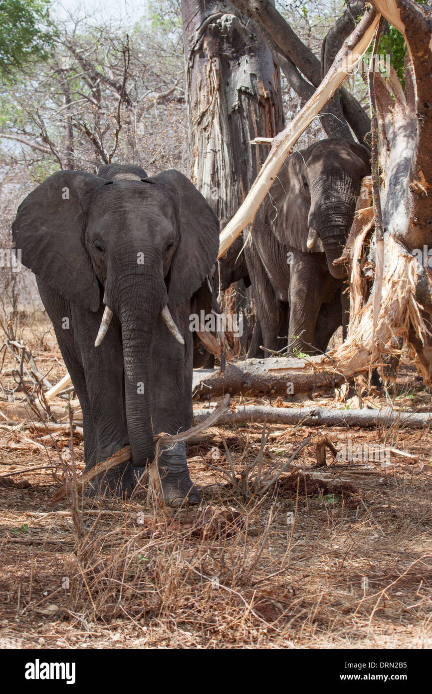 African elephants stripping and eating tree bark Stock Photo Alamy