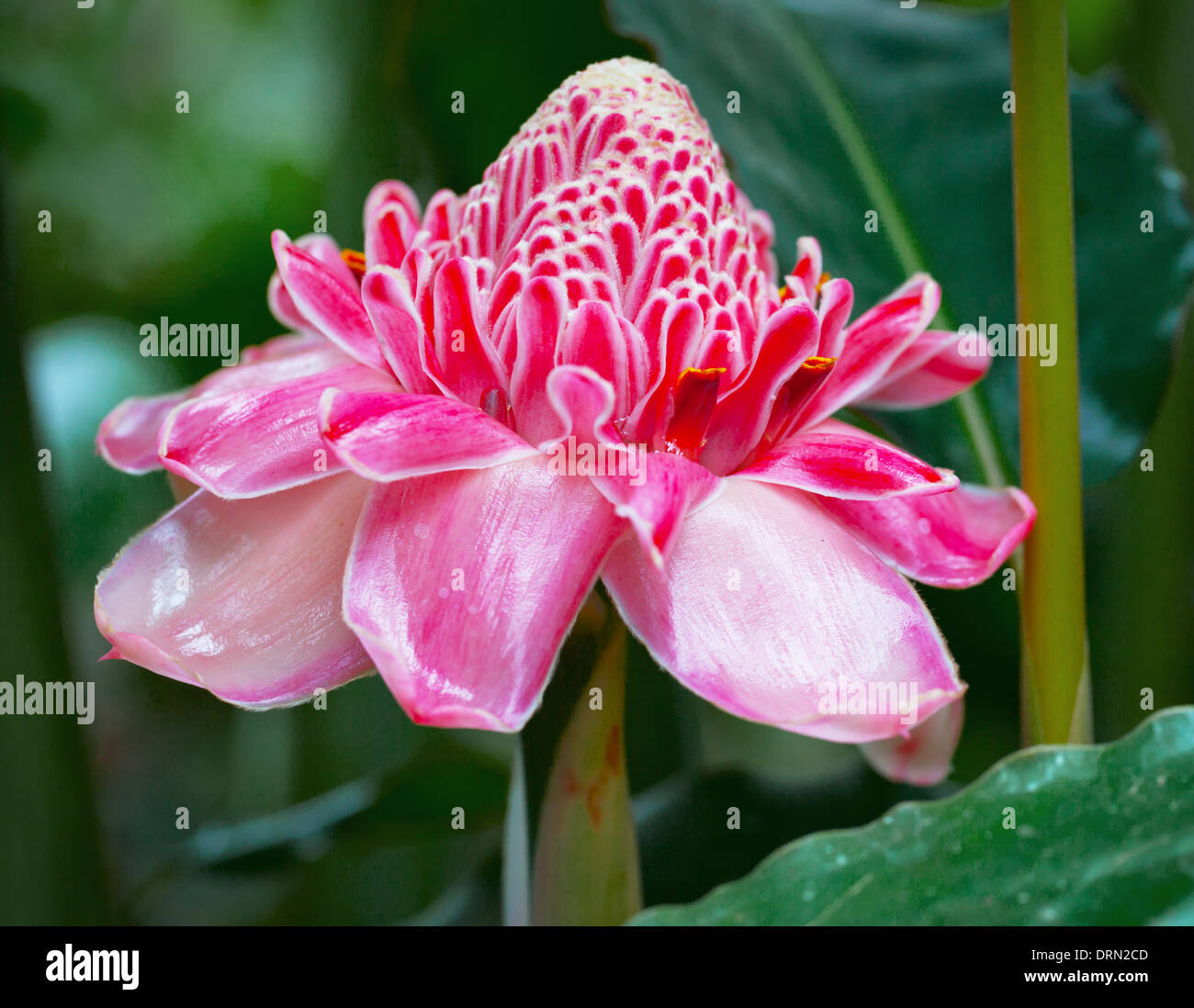 Pink Ginger Flower High Resolution Stock Photography and Images - Alamy