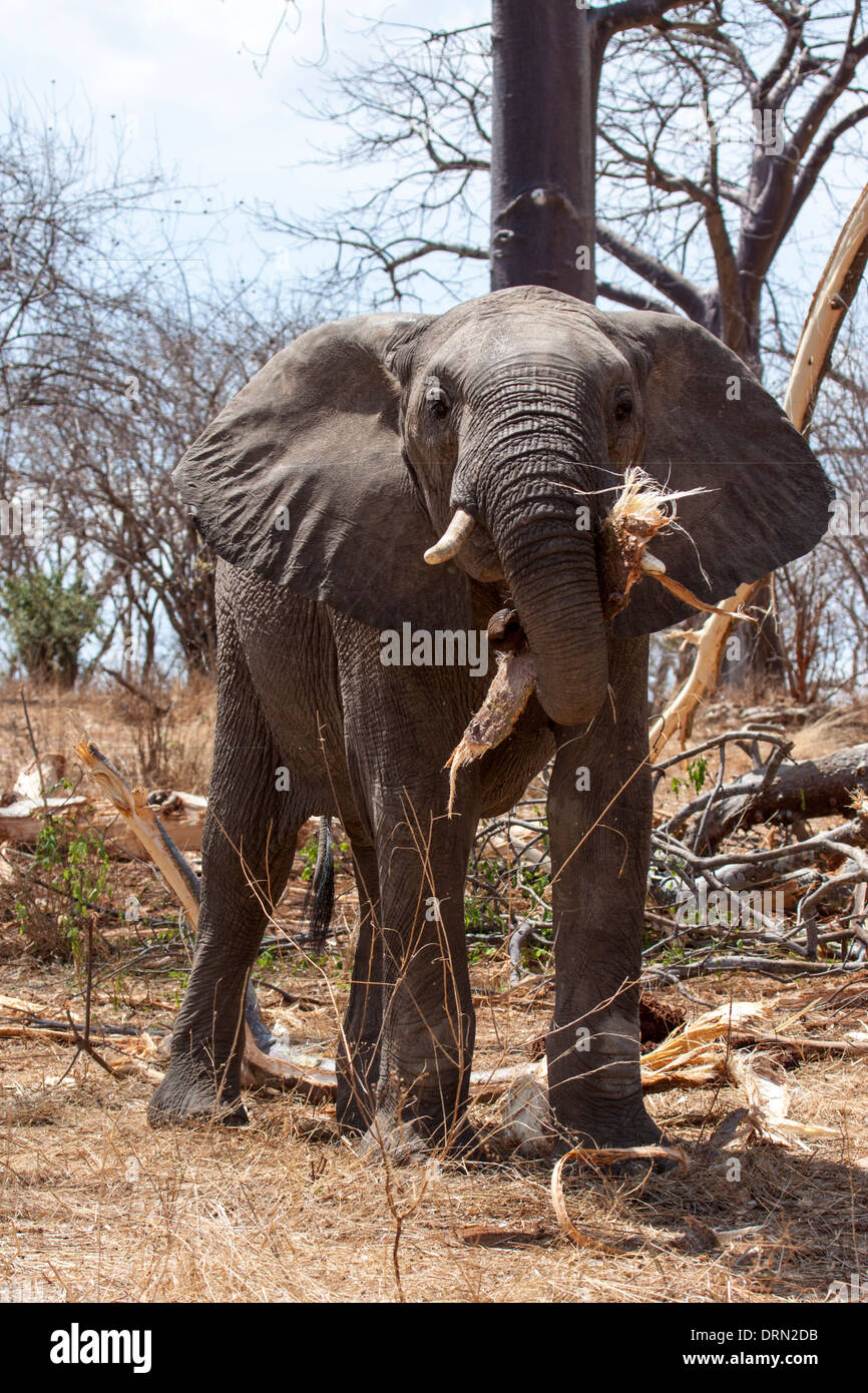 African elephants stripping and eating tree bark Stock Photo Alamy
