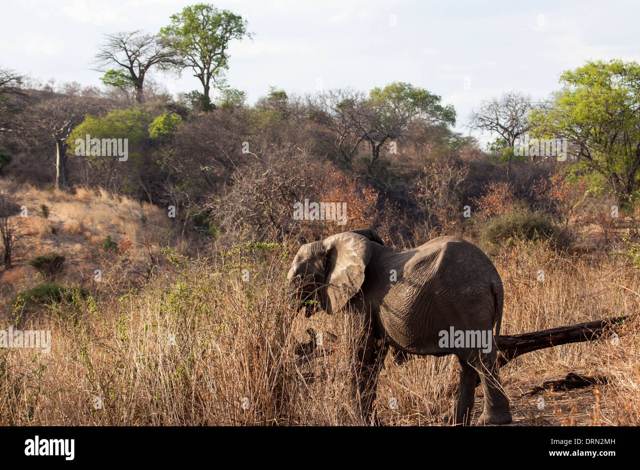 Female African elephant Stock Photo - Alamy