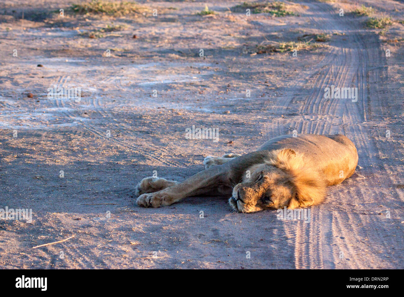 African lion in Ruaha Tanzania Stock Photo - Alamy