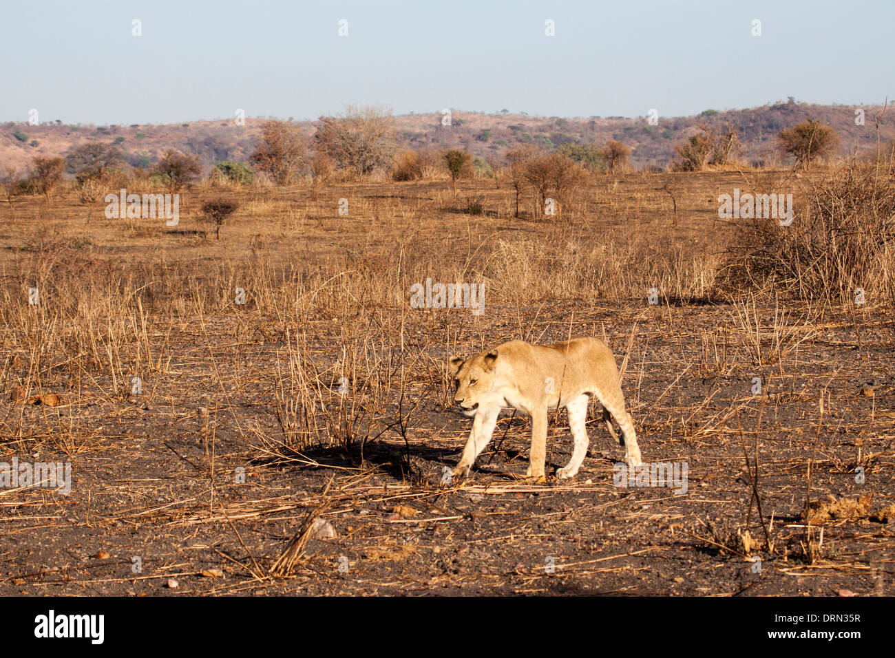 African lioness in Ruaha Tanzania Stock Photo