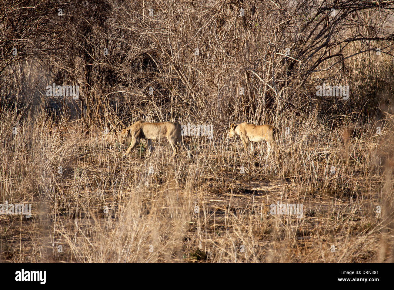 African liones's in Ruaha Tanzania Stock Photo