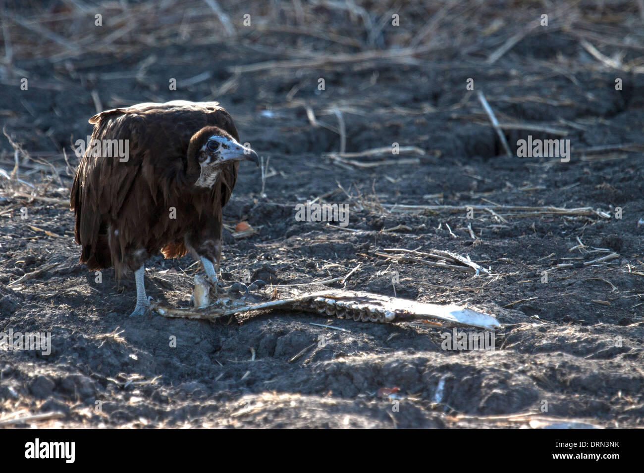 Hooded vulture eating on animal remains in Ruaha Tanzania Stock Photo ... Biology Diagrams
