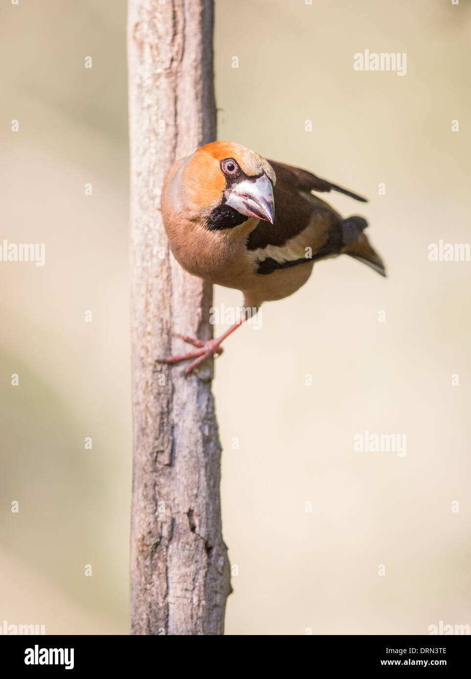 Adult Hawfinch (Coccothraustes coccothraustes) clinging to an unidentified branch Stock Photo