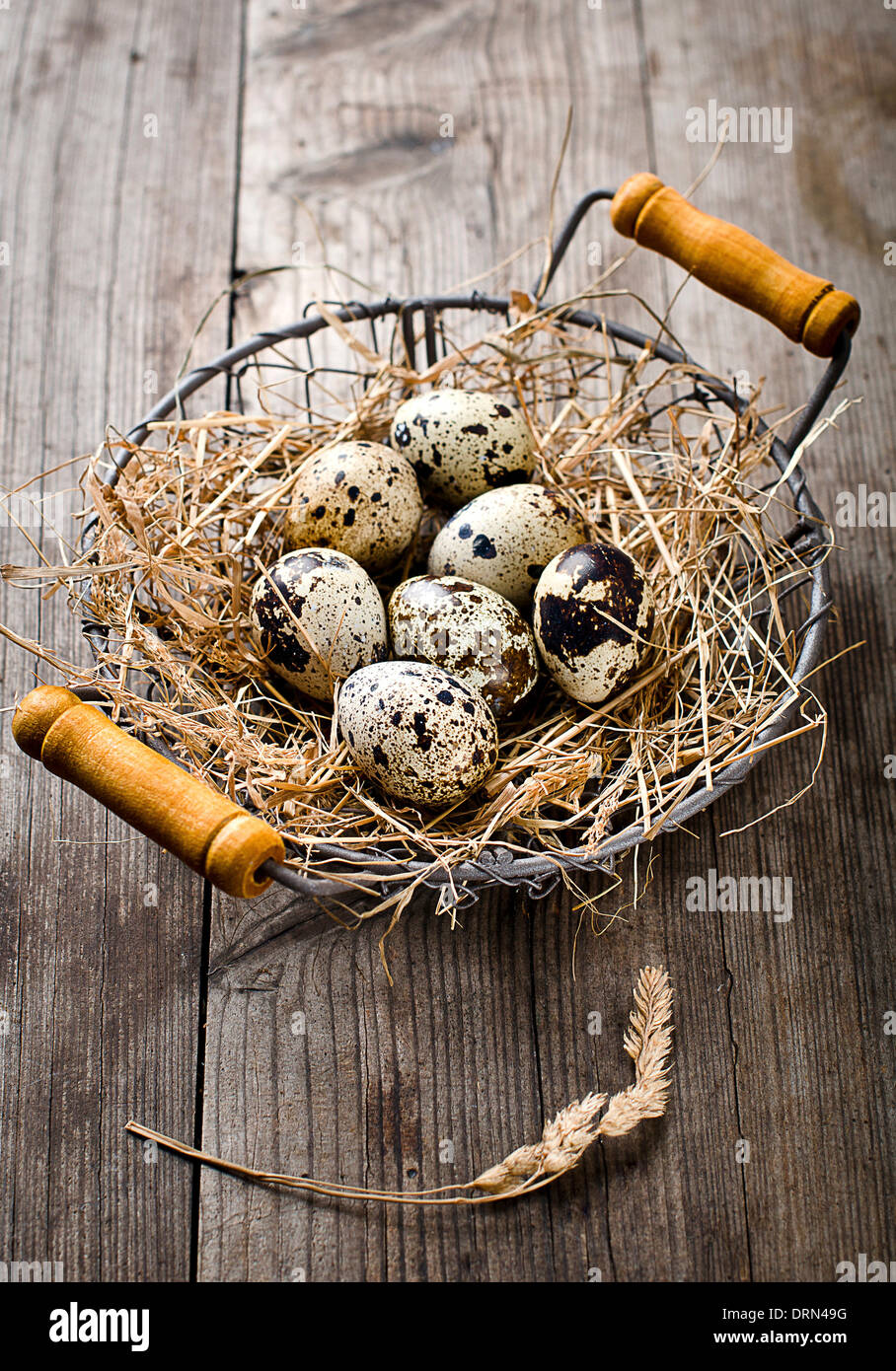 Fresh quail egg Stock Photo
