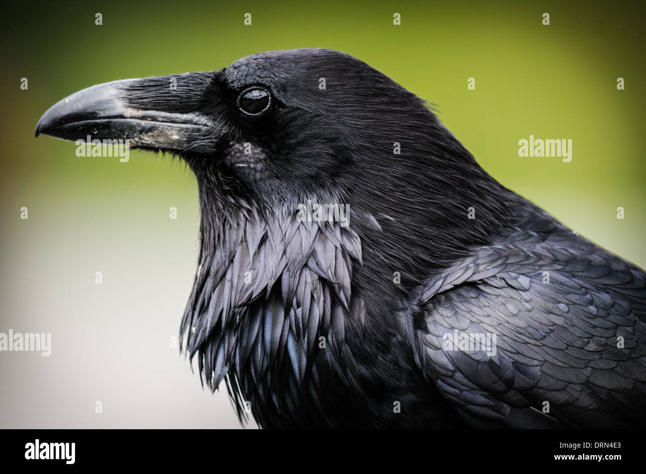 Common Raven, Jasper National Park Alberta Canada Stock Photo