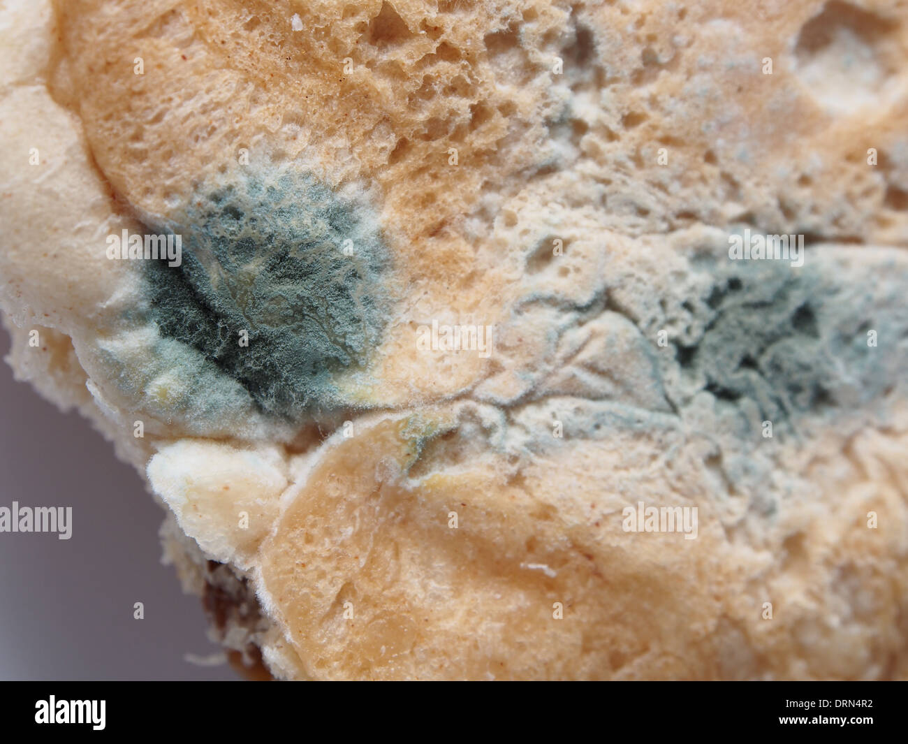 Mold on the underside of a bread role Stock Photo