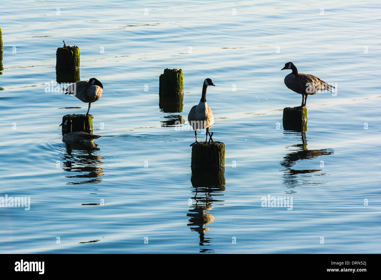 Canadian Geese, Columbia River, Astoria, Oregon, USA Stock Photo