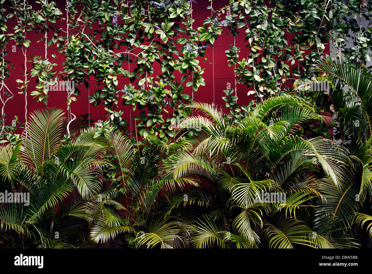 Palms and trained decorative plants against terracotta wall St. Marie, Isle de la Réunion Stock Photo