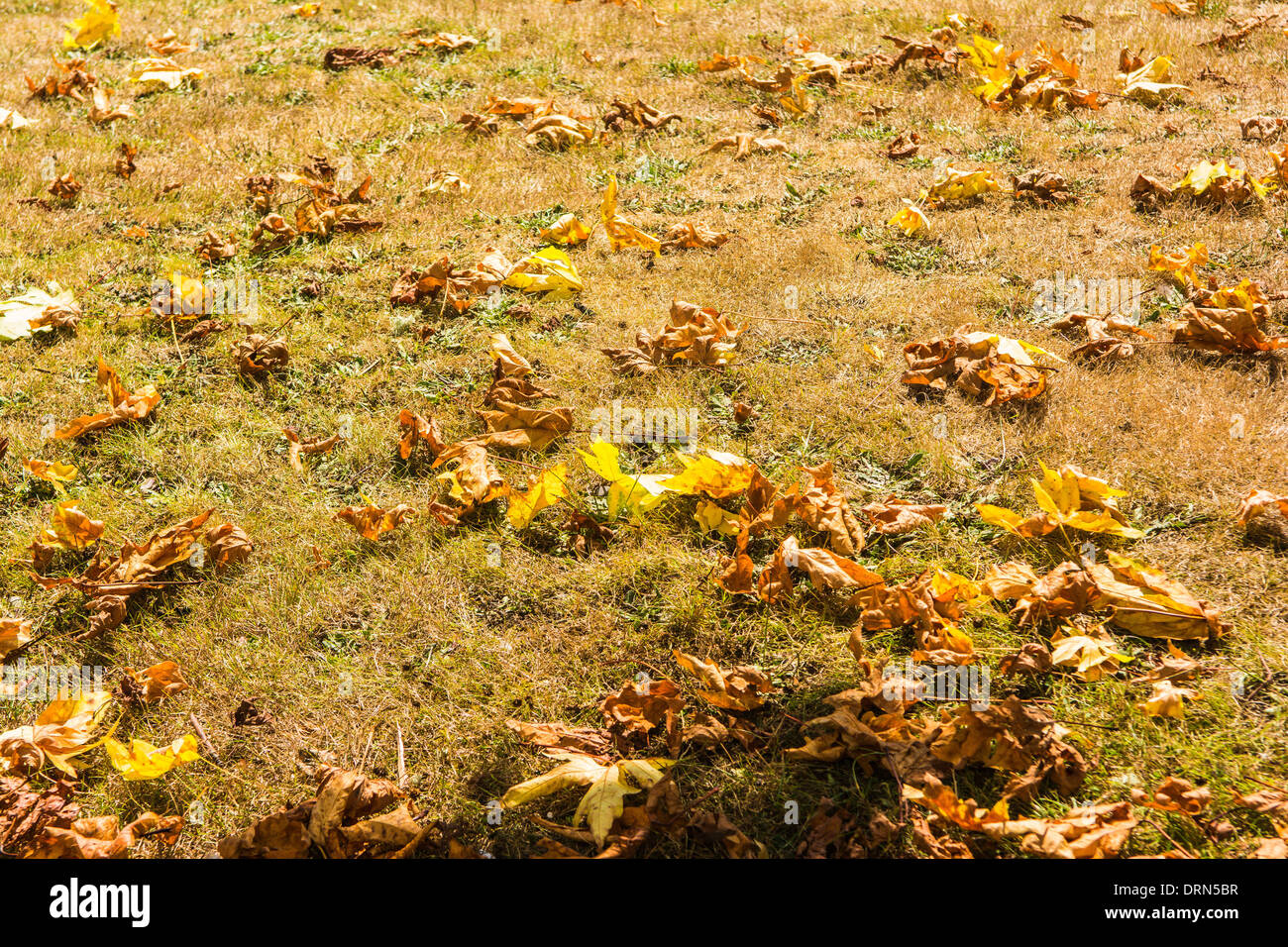 Dead leaves in yard, Astoria, Oregon, USA Stock Photo