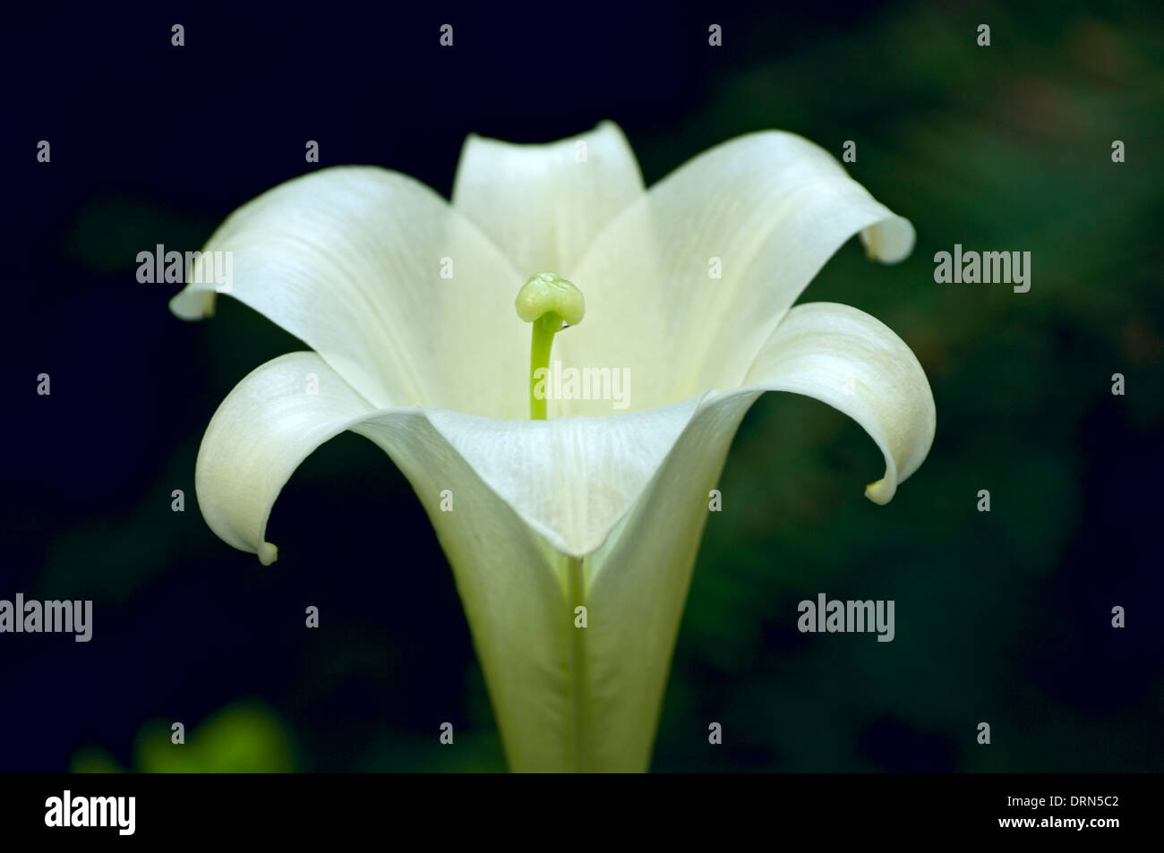 easter lily or lilium longiflorum plant closeup with style and stigma in center of bloom Stock Photo