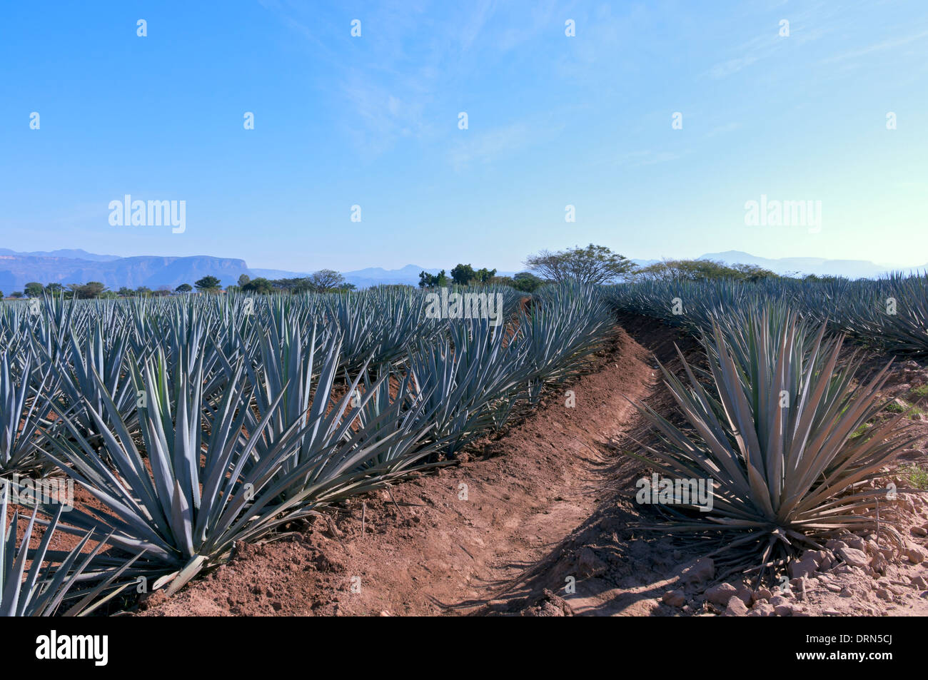 rows of blue agave plants in tequila production field outside tequila