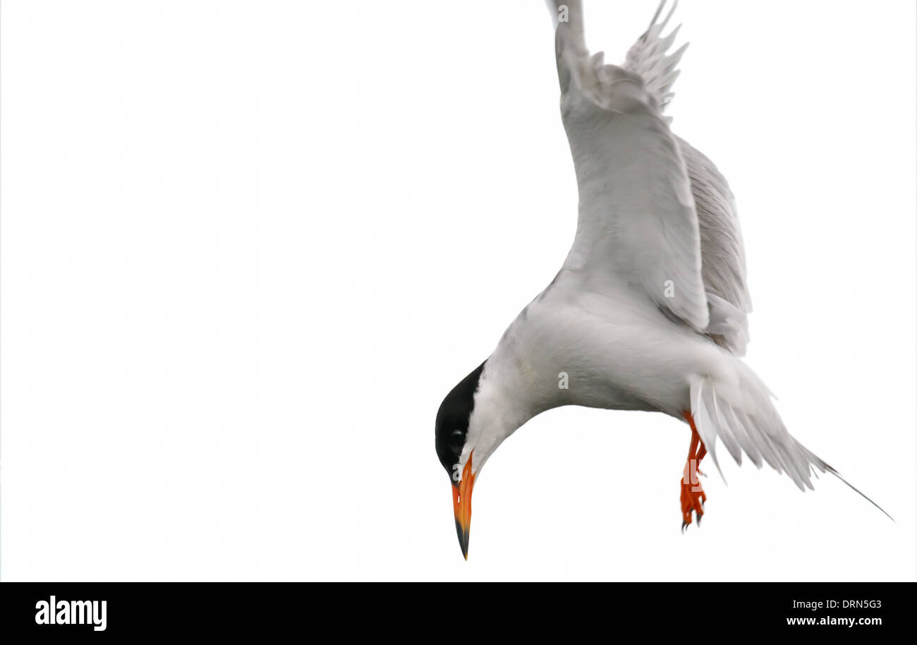 Common Tern hovering in flight over a prairie lake Stock Photo