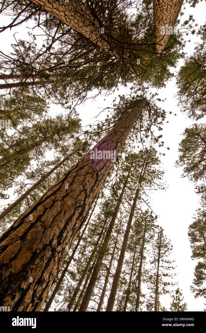 Ponderosa pine (Pinus ponderosa) forest in central Oregon near Sisters Stock Photo