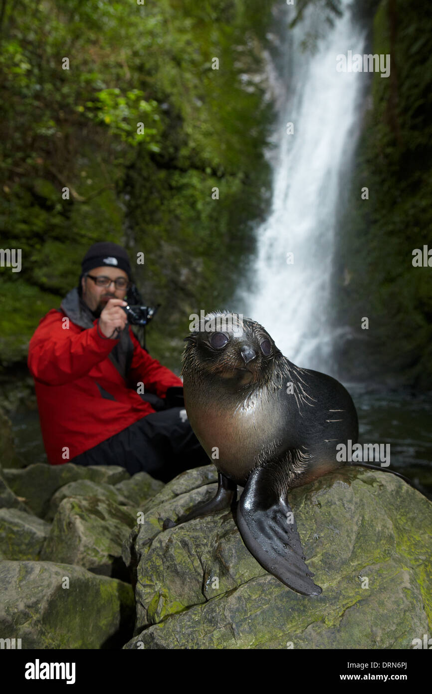 Baby NZ Fur Seal and tourist at Ohai Stream Waterfall, Kaikoura Coast