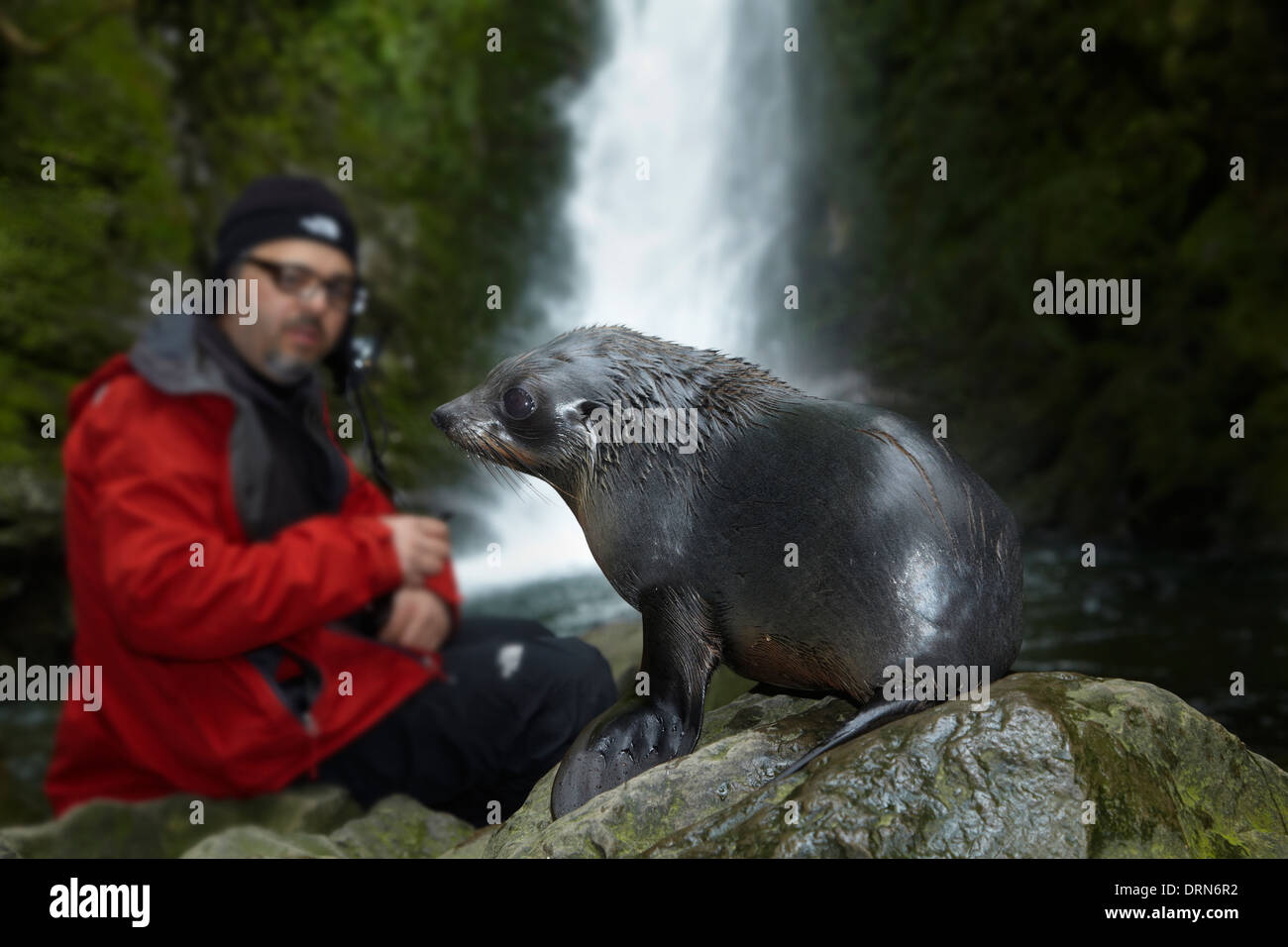 Baby NZ Fur Seal and tourist at Ohai Stream Waterfall, Kaikoura Coast, South Island, New Zealand Stock Photo
