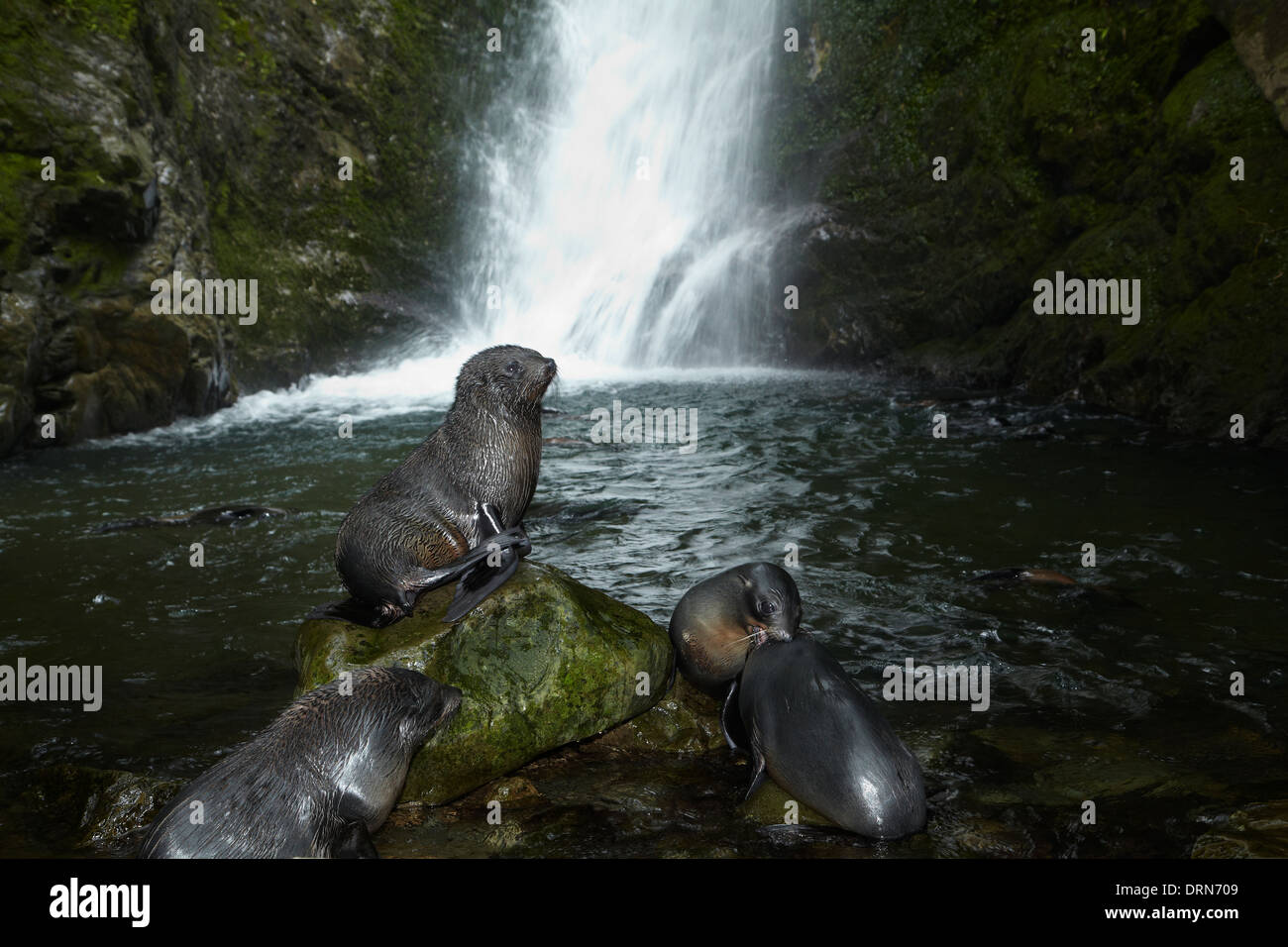Baby NZ Fur Seals at Ohai Stream Waterfall, Kaikoura Coast, South Island, New Zealand Stock Photo