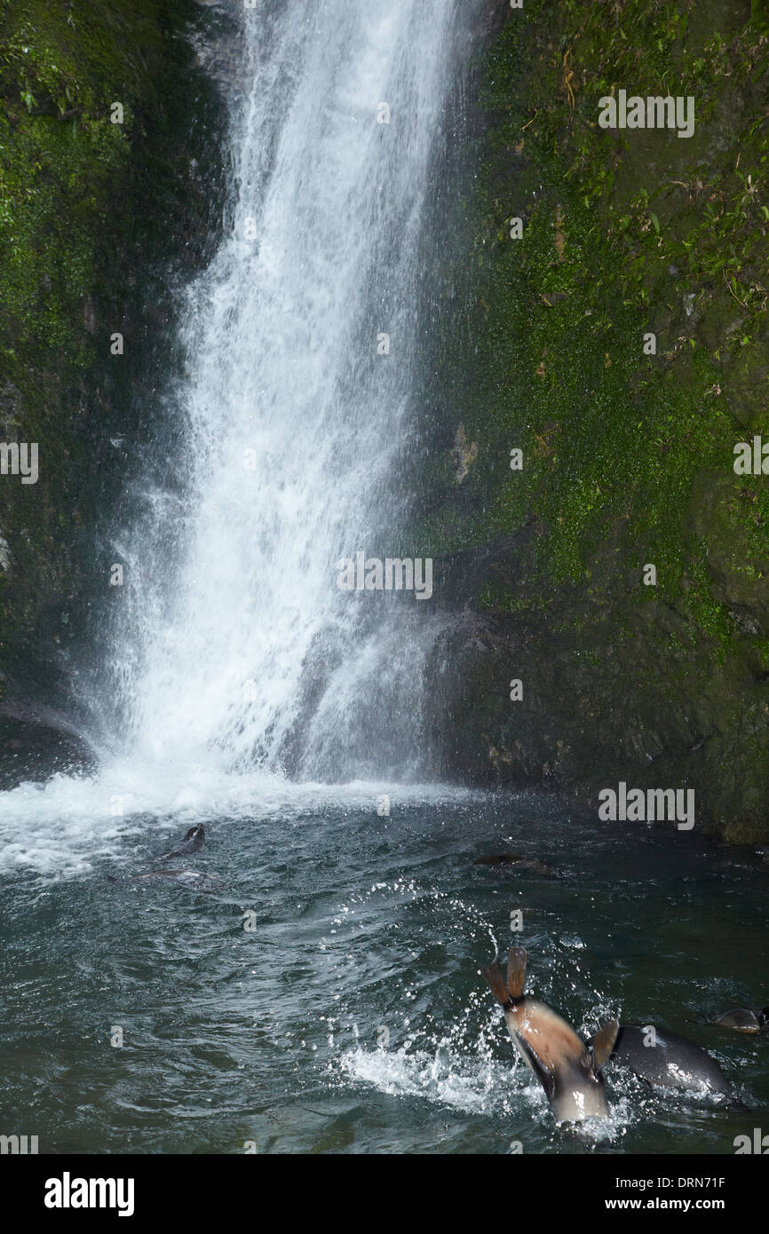 Baby seals hires stock photography and images Alamy