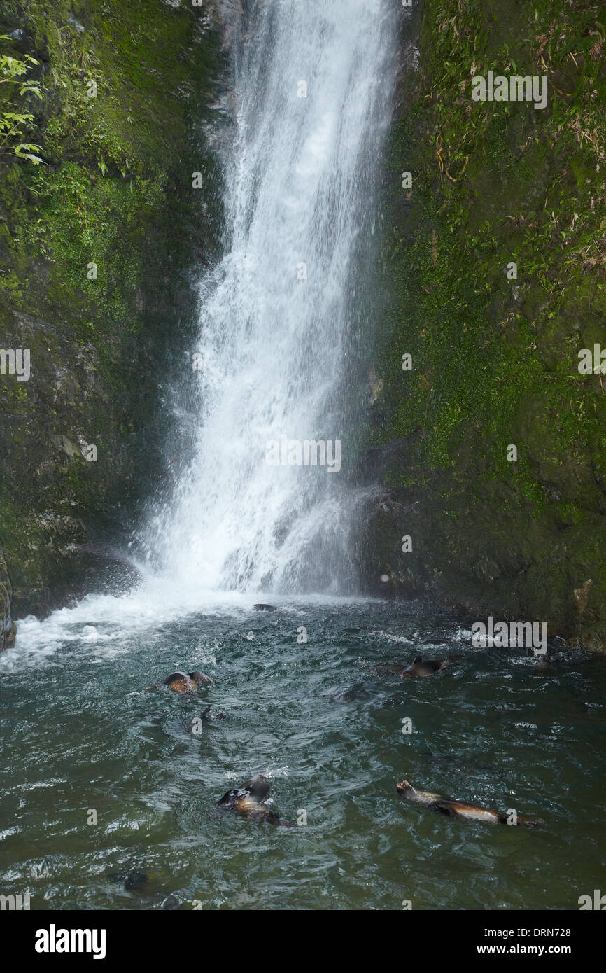 Baby seals hires stock photography and images Alamy