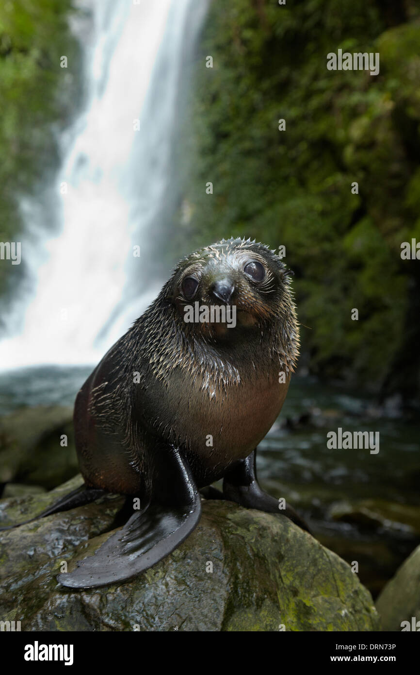 Baby NZ Fur Seal at Ohai Stream Waterfall, Kaikoura Coast, South Island, New Zealand Stock Photo