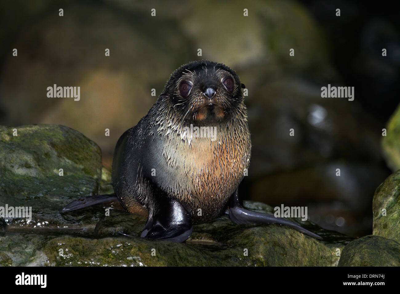 Baby NZ Fur Seal at Ohai Stream, Kaikoura Coast, South Island, New Zealand Stock Photo