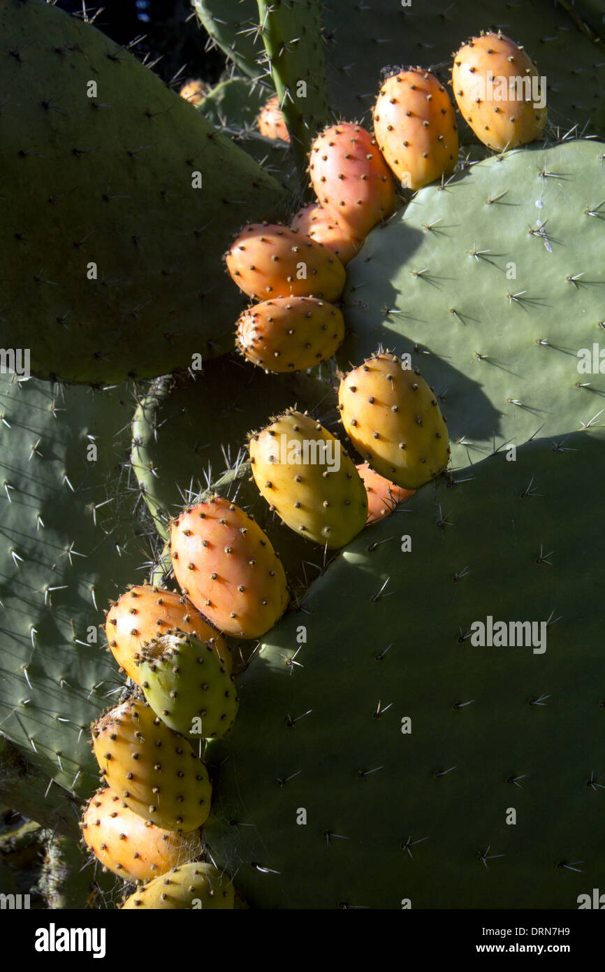 Fruits of prickly pears cacti, Petaluma, California, USA Stock Photo