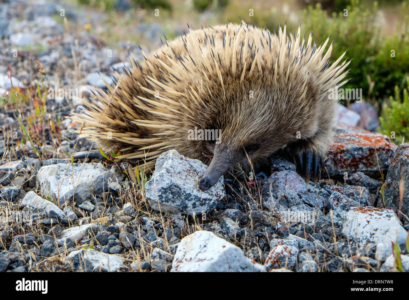 An Australian echidna, the spiny anteater foraging for insects Stock Photo