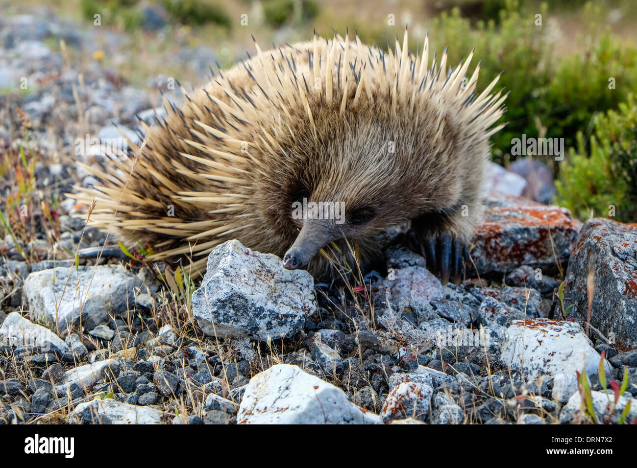An Australian echidna, the spiny anteater foraging for insects Stock Photo