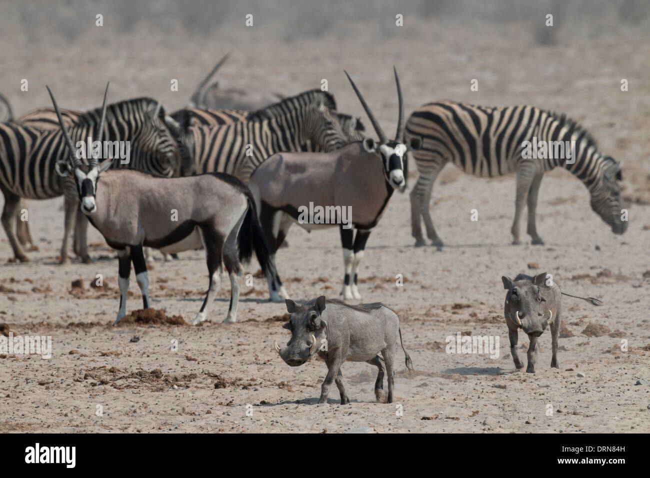 Warthogs, Gemsbok and Zebras at a waterhole in Etosha National Park. Stock Photo