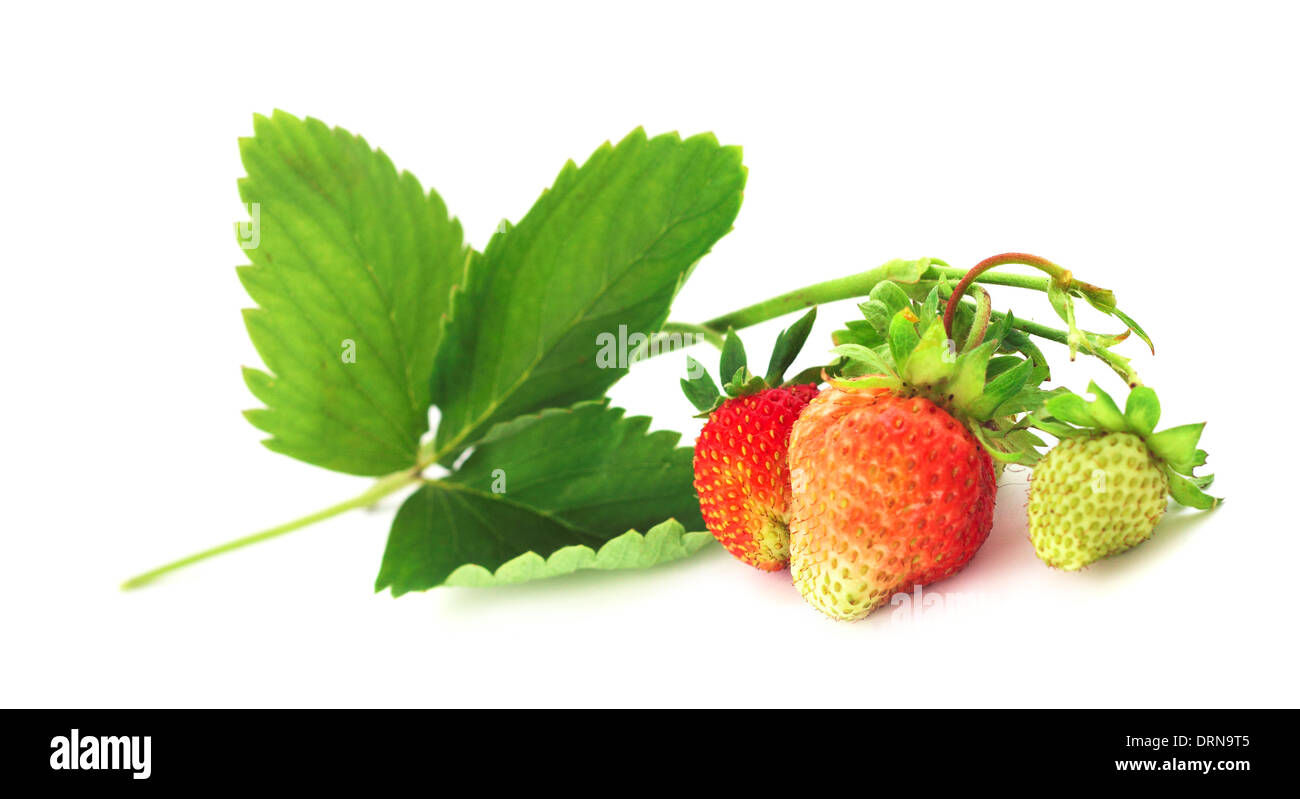 Strawberry on white Stock Photo