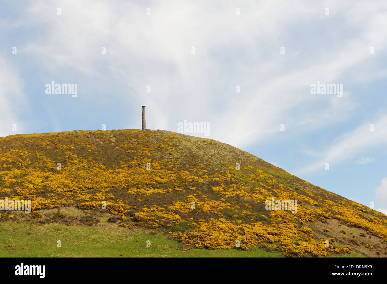 Pen Dinas nature reserve, covered with flowering Gorse Ulex europea in Spring, Aberystwyth, Wales, UK Stock Photo