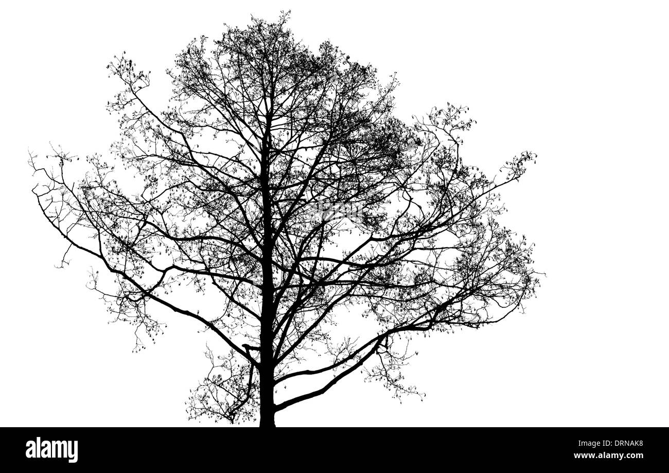 Black silhouette tree hi-res stock photography and images - Alamy